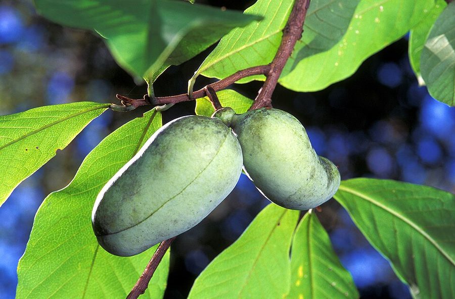 Pawpaw close-up