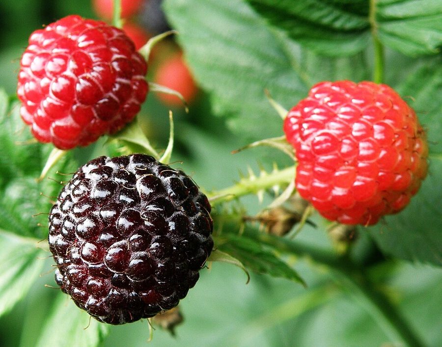 Wild Black Raspberry close-up