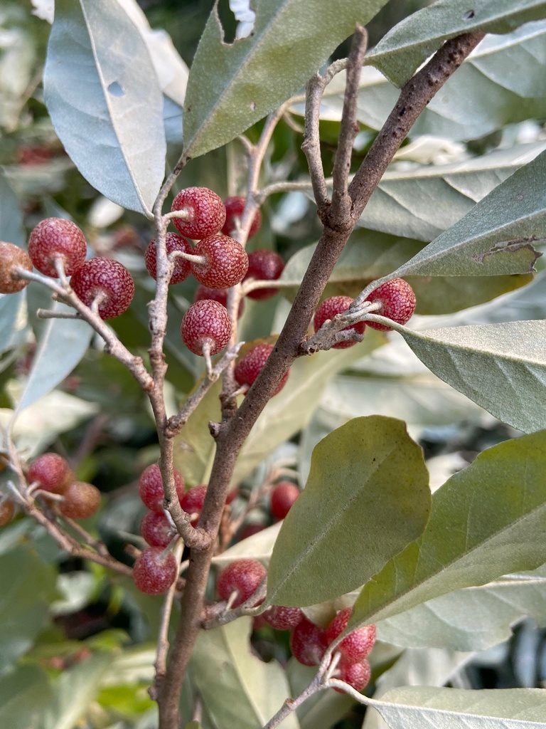 Flower of Autumn Olive
