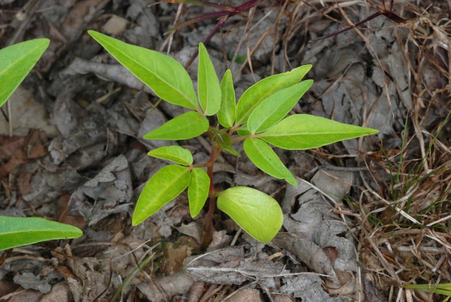 Flower of Tree of Heaven