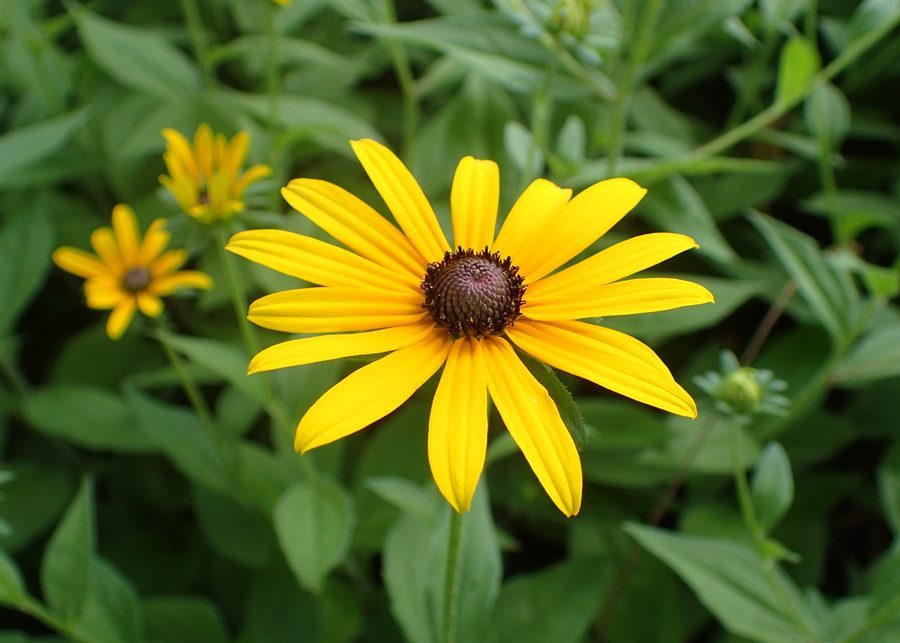 Flower of Black-eyed Susan