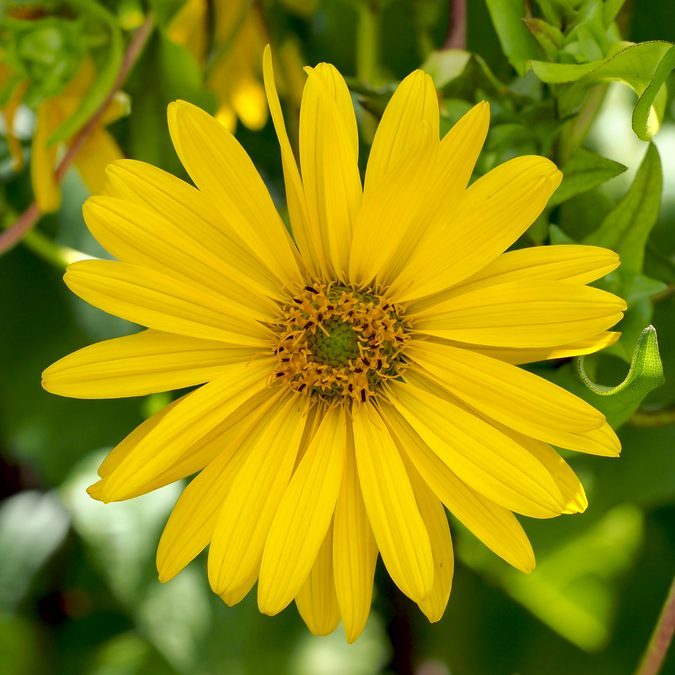 Flower of Cup Plant