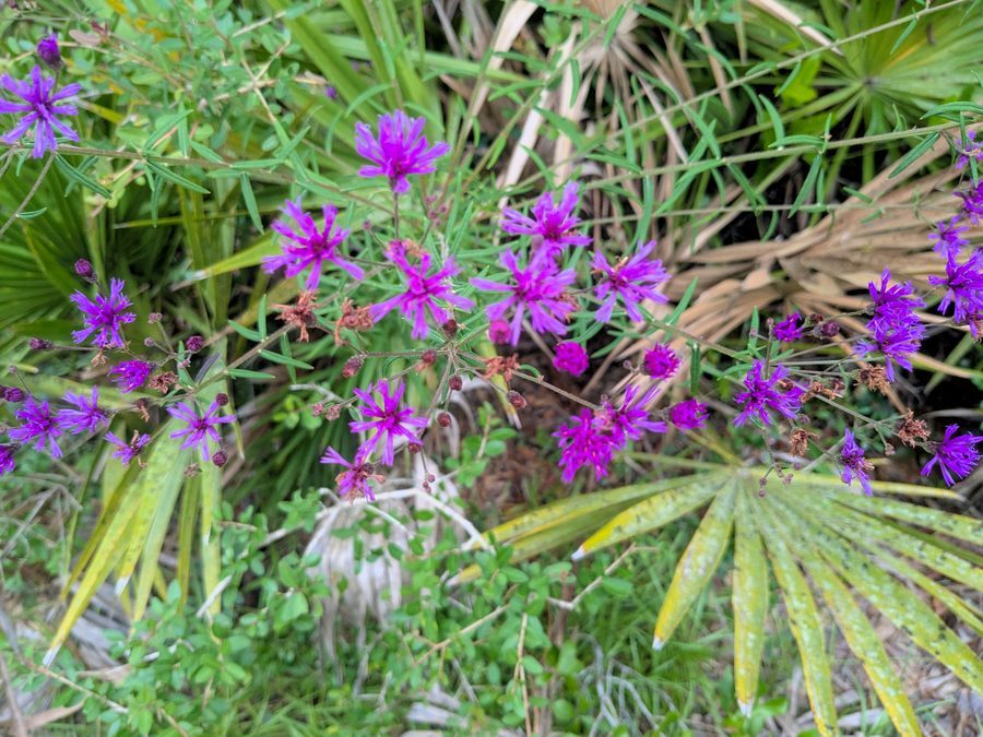 Flower of Ironweed