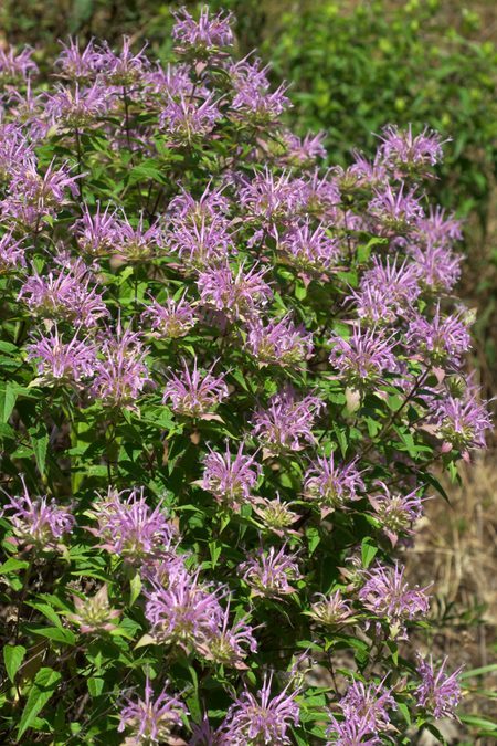 Flower of Wild Bergamot