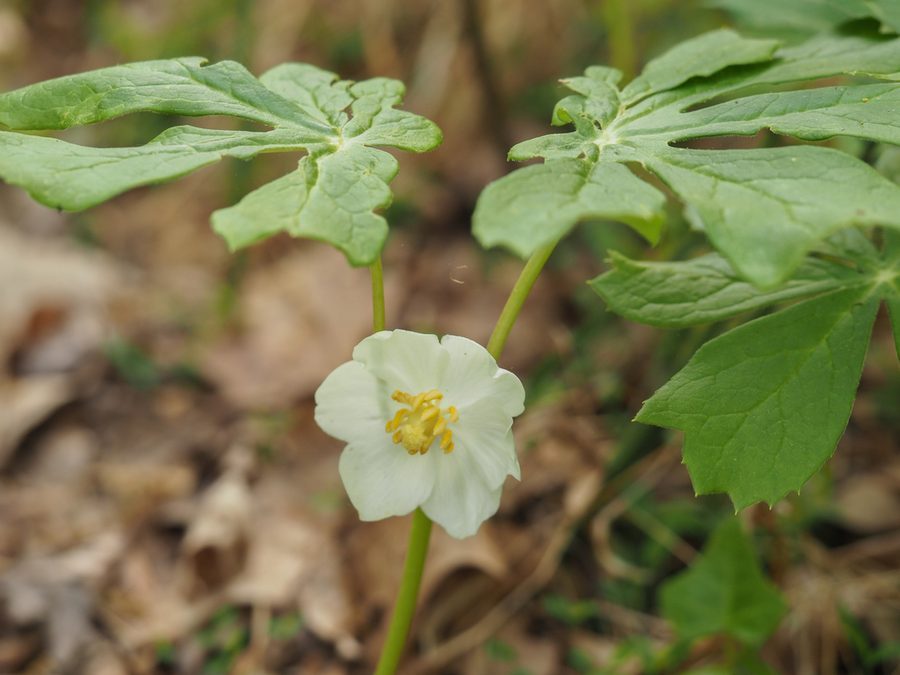 Mayapple close-up
