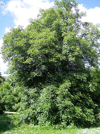 Full plant of Ohio Buckeye